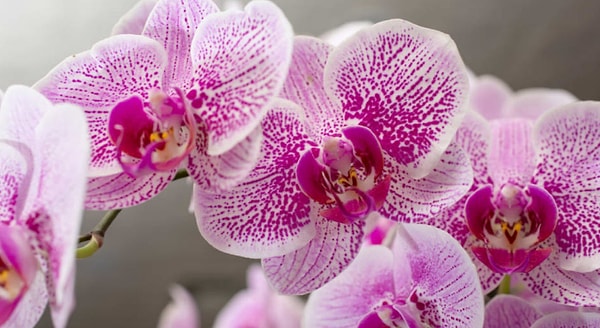 Ваш ментальный возраст 35 лет!