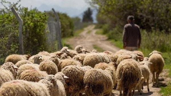 Sosyal güvence yoksa yerli çoban da yok