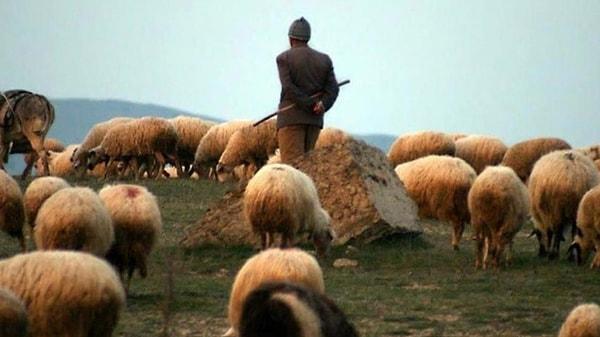 Artık çobanlar kendi maaşlarını kendileri belirliyor