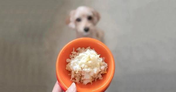 9. Köpekler için pirinç kasesi