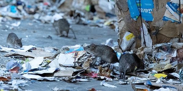 Başkentin sokaklarında dolaşan farelerin sayısı giderek artıyor ve belediye bu sorun karşısında bir çözüm arayışında.