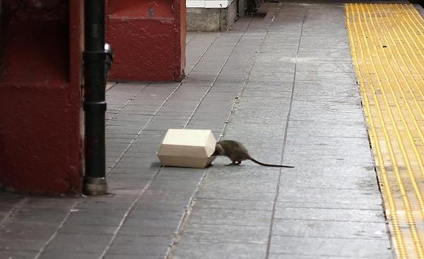 Paris Belediyesi, başkentte sayıları giderek artan farelerle “birlikte yaşamı” incelemek için bir komite kurma kararı aldı. Belediye Başkanı Anne Hidalgo’nun kuracağını açıkladığı komiteye Paris Hayvanları Koruma Derneği’nden de destek geldi.