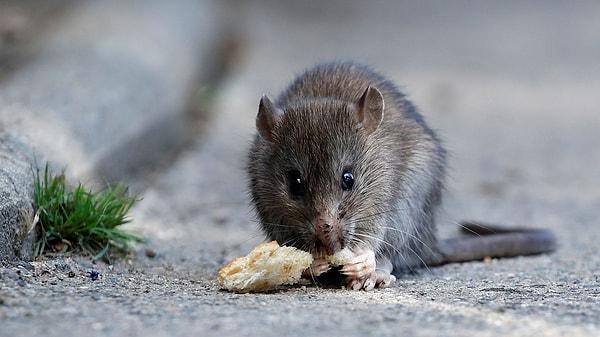 Bilim insanları da bu konuda derneklerle aynı görüşte. Araştırmalara göre farelerin varlığı aslında Parisliler için daha faydalı. Bir farenin senede 9 kilo yediği ve farelerin lağım borularında sürekli hareket halinde olduğu için giderlerin tıkanmasını önledikleri düşünülüyor.
