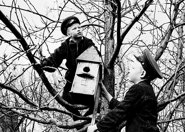 5. Подготовка к прилету птиц, 11 апреля 1959 года, Московская обл., г. Егорьевск