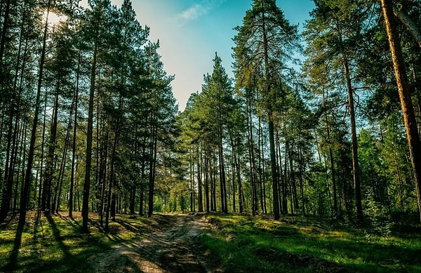 14. Что такое эрозия?