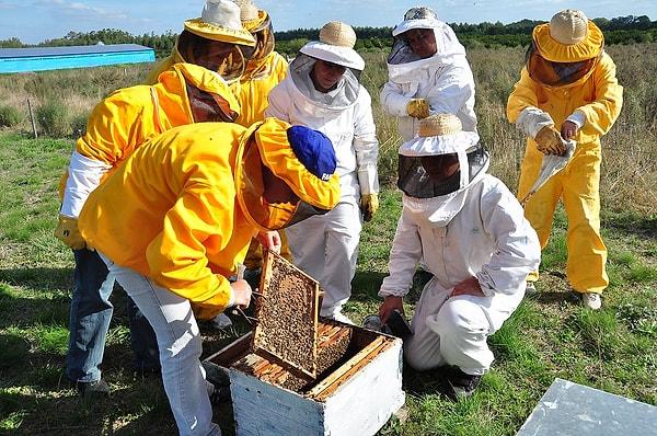3. Arıcı kıyafetlerinin neden beyaz olduğunu hiç merak etmiş miydiniz? Bunun sebebi arıların yuvalarına yaklaşan koyu renkli şeylere karşı saldırgan davranması.
