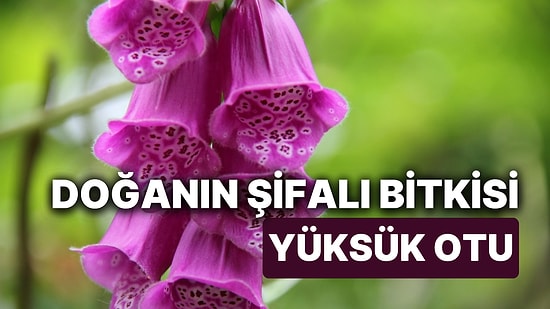 Yüksük Otunun Faydaları Nelerdir? Doğal İyileştirici Yüksük Otunun Kullanımı