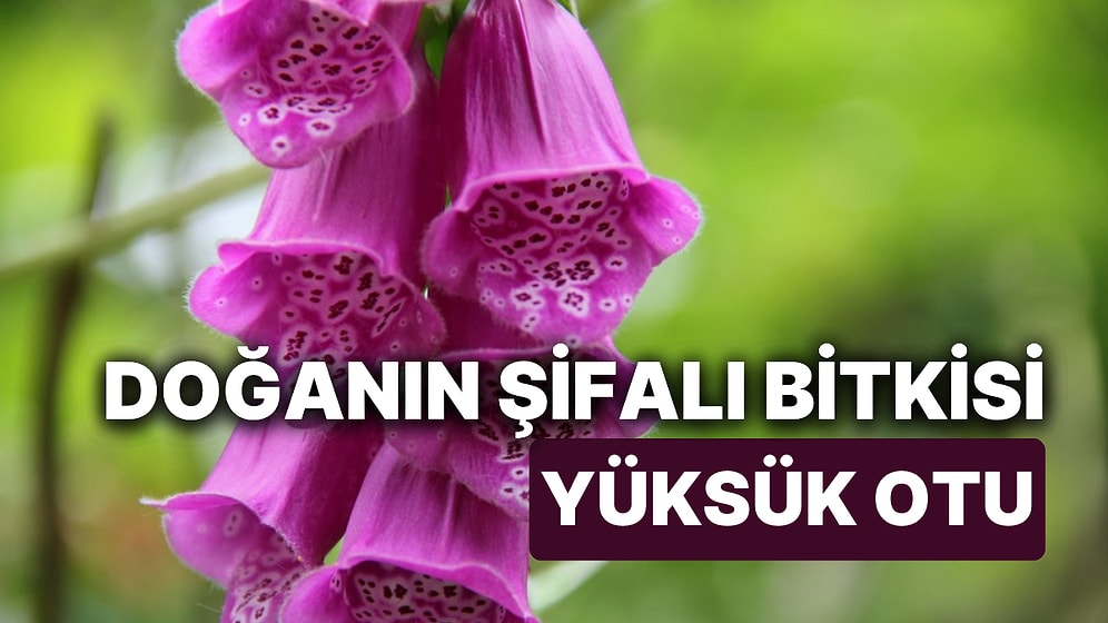 Yüksük Otunun Faydaları Nelerdir? Doğal İyileştirici Yüksük Otunun Kullanımı