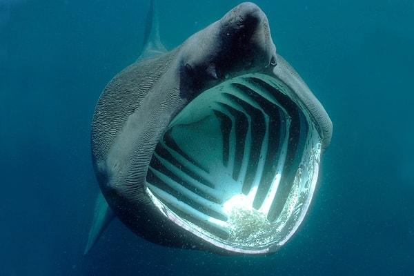 Büyük camgöz ya da bilimsel adıyla "Cetorhinus maximus", dünyanın en büyük balığı olan balina köpek balığından sonra geliyor.