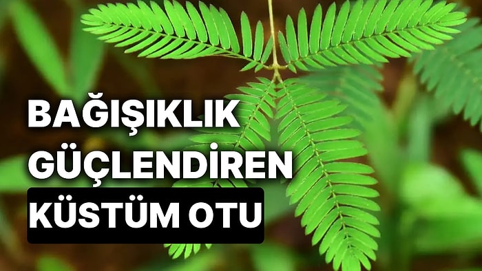 Küstüm Otu Ne İşe Yarar? Bağışıklık Sistemini Güçlendiren Küstüm Otu Nedir?