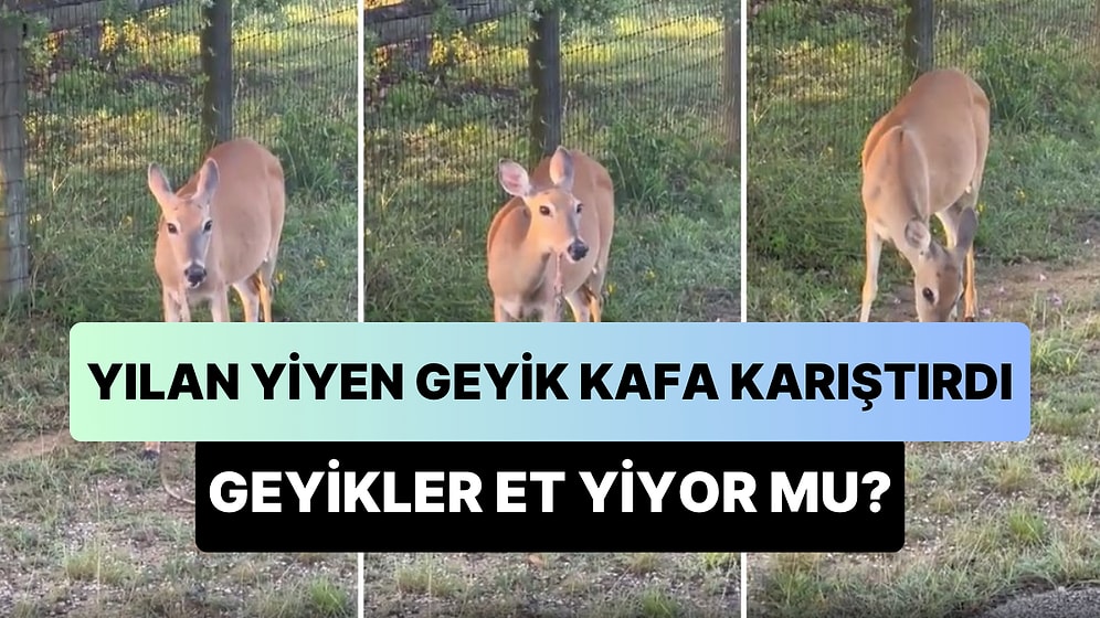 Geyikler Etçil mi? Yılan Yiyen Geyiğin Kafaları Karıştıran Görüntüleri