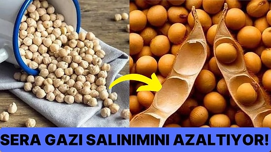 Yeterli Miktarda Tüketildiğinde Çok Faydalı! Bitki Bazlı Protein Nedir ve Hangi Yiyeceklerde Bulunur?