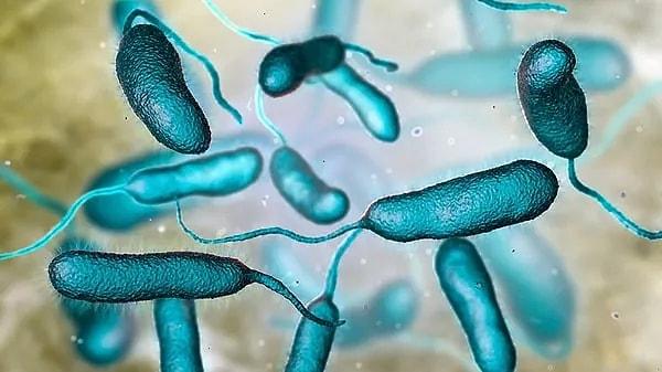 Bakteriler, kendi metabolik işlevlere sahip tek hücreli organizmalardır. İnsan vücuduna girdiklerinde çeşitli enfeksiyonlara neden olabilirler.