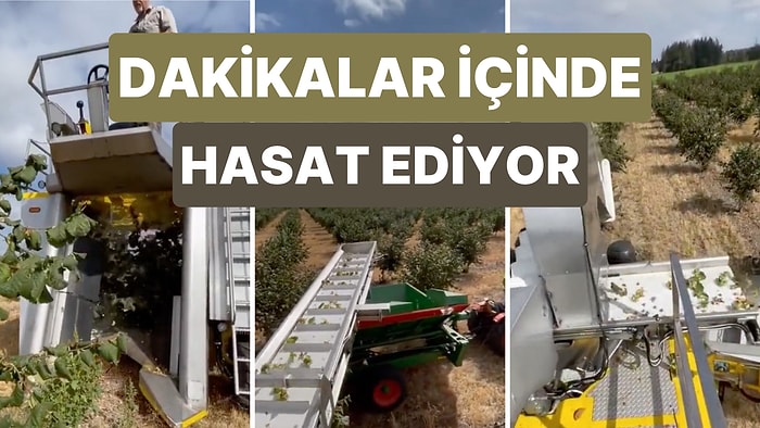 Amerikalıların Fındık Hasadı İçin Kullandığı Tüm Fındıkları Dakikalar İçerisinde Toplayan Araç Gündem Oldu