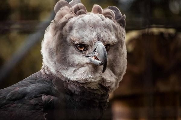 Amerikan kartalı veya Amerikan dev kartalı olarak da bilinen bu kartal, dünyanın en büyük yırtıcı kuşlarından biridir.