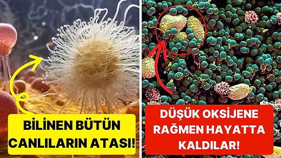 Dünyadaki Bütün Yaşamın Bilinen En Eski Ataları Olan "Kayıp Dünya" Bulundu!