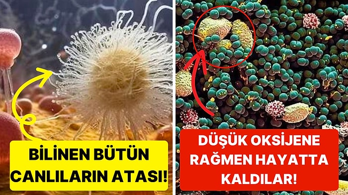 Dünyadaki Bütün Yaşamın Bilinen En Eski Ataları Olan "Kayıp Dünya" Bulundu!