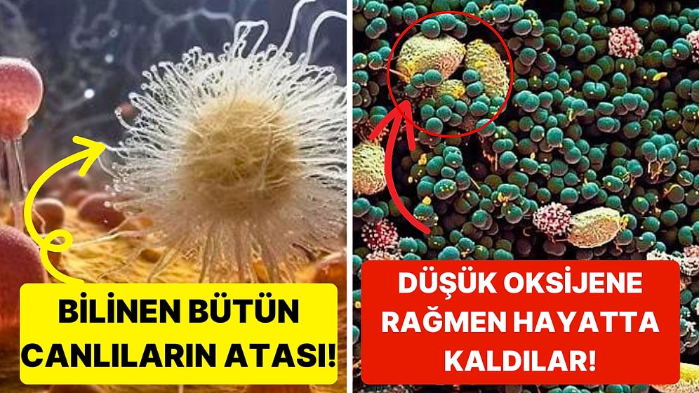 Dünyadaki Bütün Yaşamın Bilinen En Eski Ataları Olan "Kayıp Dünya" Bulundu!