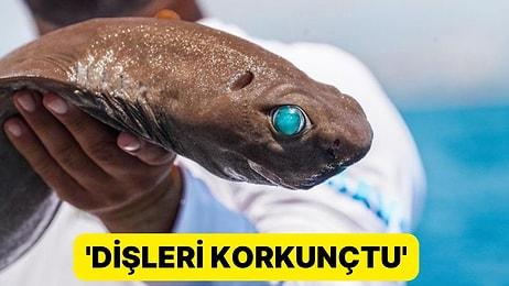 Antalya'da Oltaya Köpek Balığı Takıldı: 'Gözler Zümrüt Gibi'