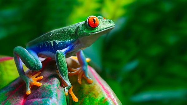 10. И последнее. Выберите лягушку: