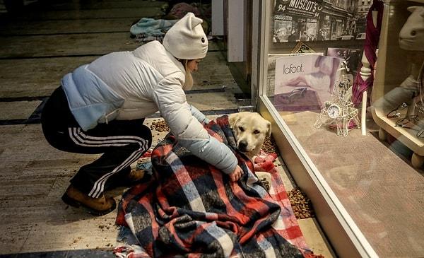 Embracing the Furry Citizens: Turkey's Heartwarming Approach to Street Animals