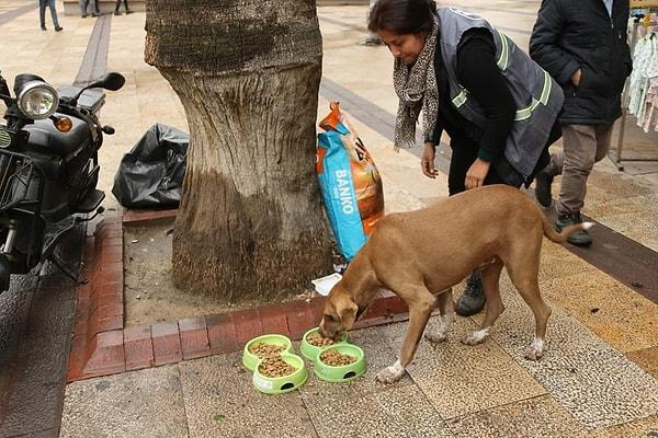 Compassionate Hands, Furry Friends: Turkey's Tireless Pursuit of Street Animal Welfare