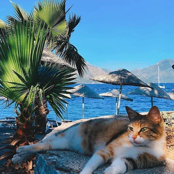 From City Streets to Sun-Kissed Beaches: The Endearing Presence of Street Animals Across Turkey