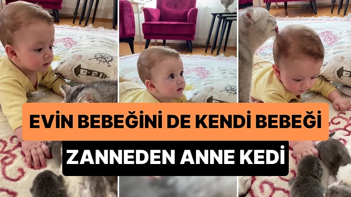 Yeni Doğmuş Yavruları ile İlgilenirken Evin Bebeğini de Kendi Yavrusu Zanneden Anne Kedi