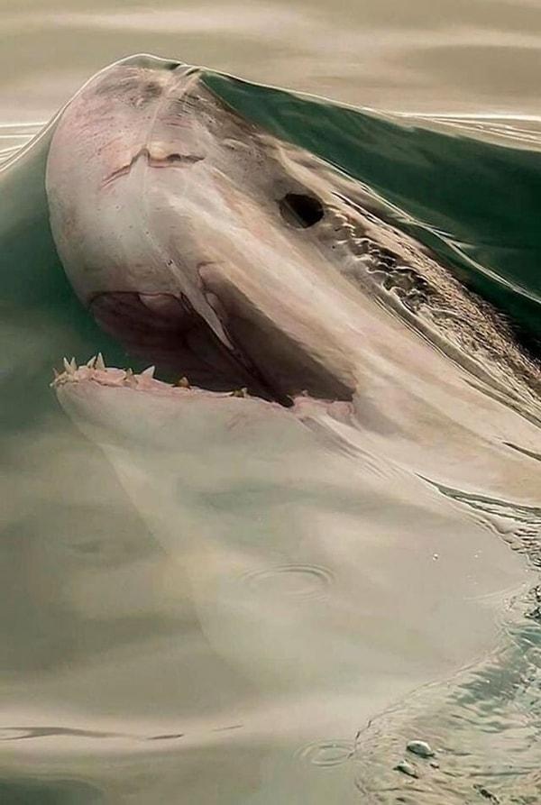 2. Bir köpekbalığının suyun yüzeyini aşmadan saniyeler öncesi 👇
