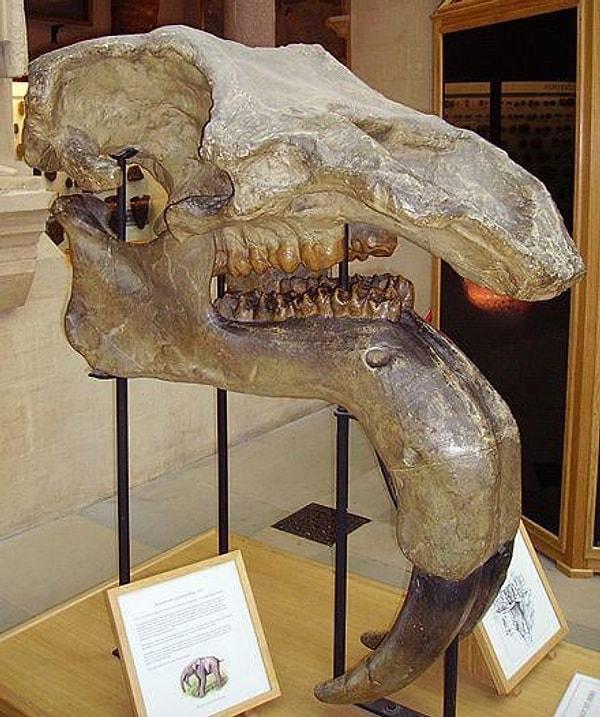 3. Avrupa'nın Miyosen-Pliyosen döneminden kalma dişleri aşağı bakan Deinotherium giganteum'un fosili