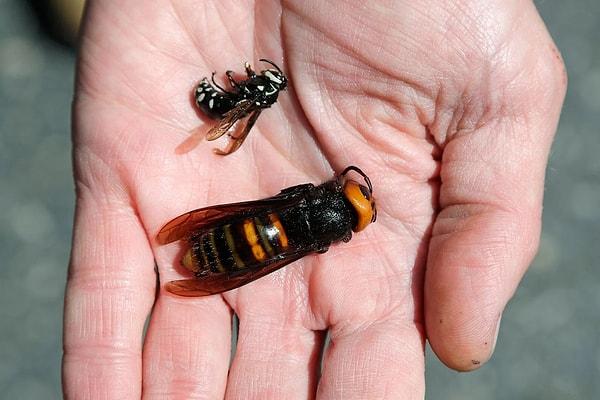 7. Dev Japon eşek arısının zehri o kadar güçlü ki, insan etini eritebilme olasılığı var.