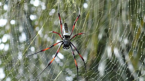 Örümcekler, kendi ağlarına düşmemek için farklı teknikler geliştirmişlerdir.