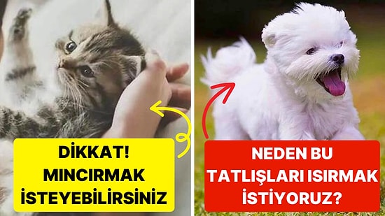 Tatlı Hayvanlar Gördüğümüzde Neden Onları Mıncırmak İsteriz?