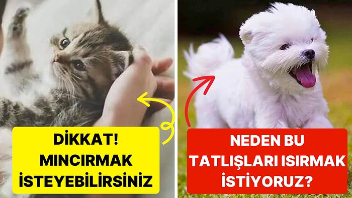 Tatlı Hayvanlar Gördüğümüzde Neden Onları Mıncırmak İsteriz?