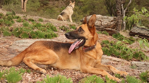 Bulunan ayak izleri nedeniyle ordu, köpeğin çocuklara bir süre eşlik etmiş olduğunu belirtti.