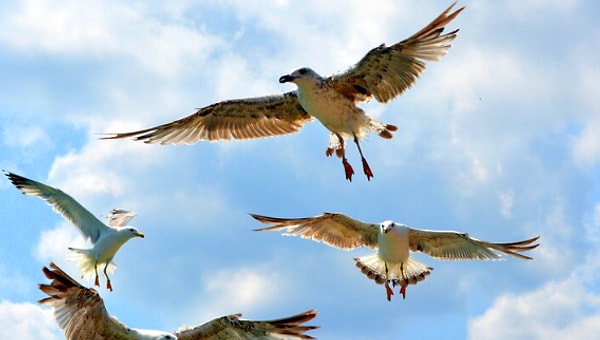 4. Какие птицы не могут издавать звуков?