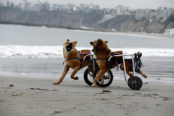 5. Arka ayakları felçli olan iki köpeğin sahilde tekrar özgürce koşabildikleri anı yakalayan bu fotoğraf...