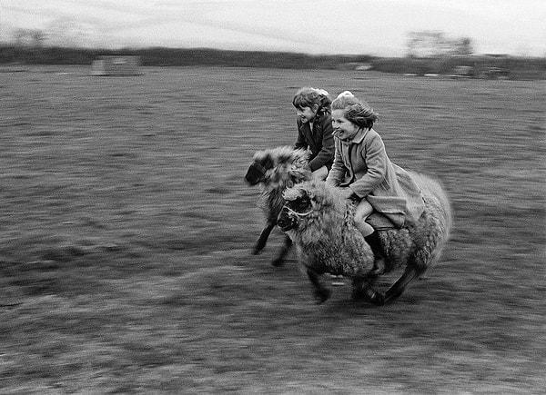 12. İngiltere, Cornwall'da koyunlara binerek dört nala giden iki kız çocuğu. (1969) 😍