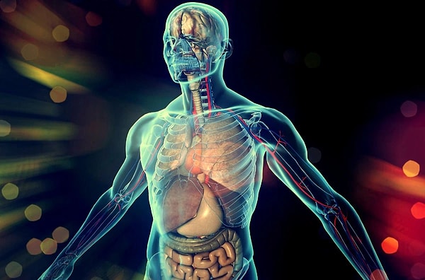 9. Какой орган называют матерью организма?