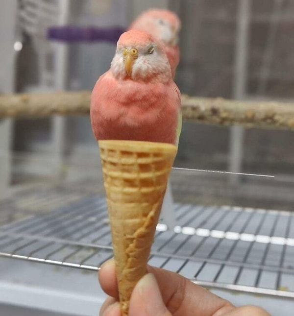 3. Запретная мороженка