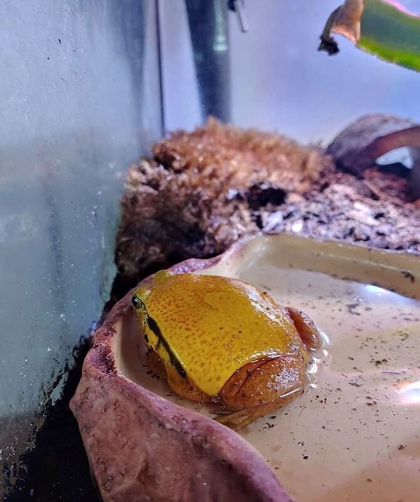 9. «Официант! Мой сыр пытается от меня убежать!»