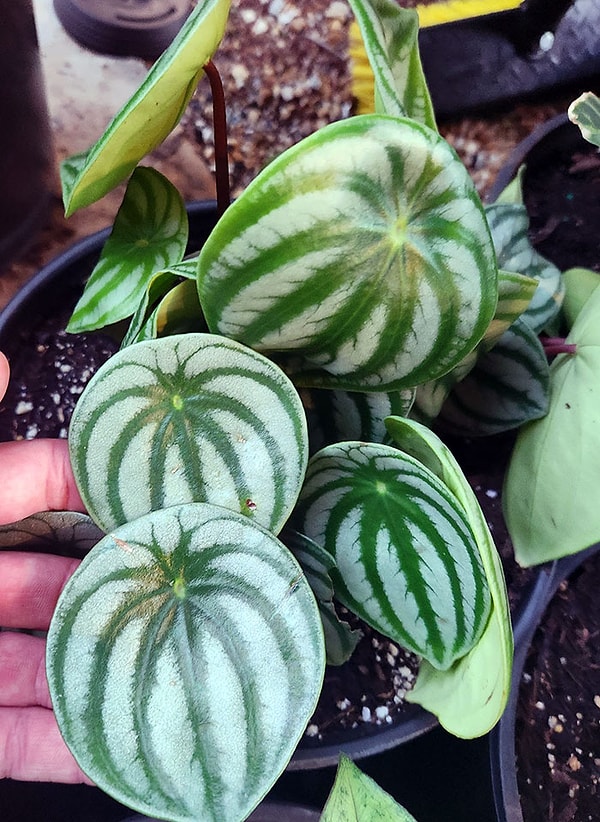 20. У этого растения листья похожи на арбузы