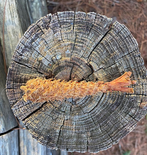 25. Эта сосновая шишка похожа на креветку в темпуре