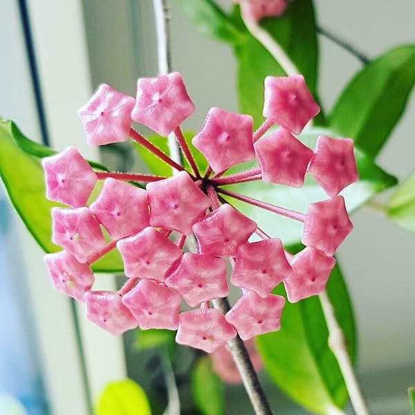 32. «Моя хойя прямо перед цветением выглядит как конфетка»