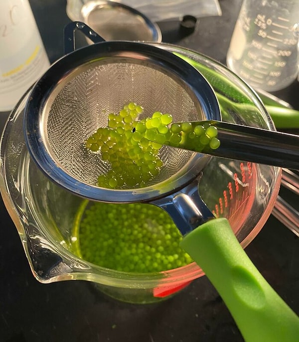 40. «Шарики из водорослей в моей лаборатории выглядят очень аппетитно»