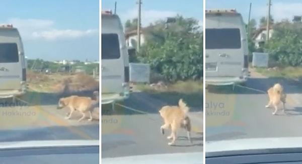 Kepez'de Baraj Mahallesi Turgut Özal Bulvarı üzerinde kaydedilen görüntülerde bir köpeğin bir servis minibüsüne arkasına bağlanarak sürüklendiği görülüyor.
