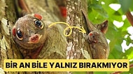 Muhtemelen Daha Önce Hiç Duymadığımız Tüylü Zıplayan Hayvan: Malaya Kolugo