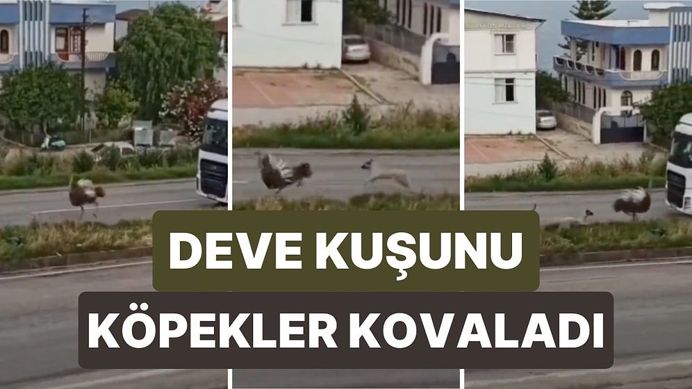 Hatay'da İlginç Görüntüler! Trafiğin Ortasında Görülen Deve Kuşu Köpekler Tarafından Kovalandı
