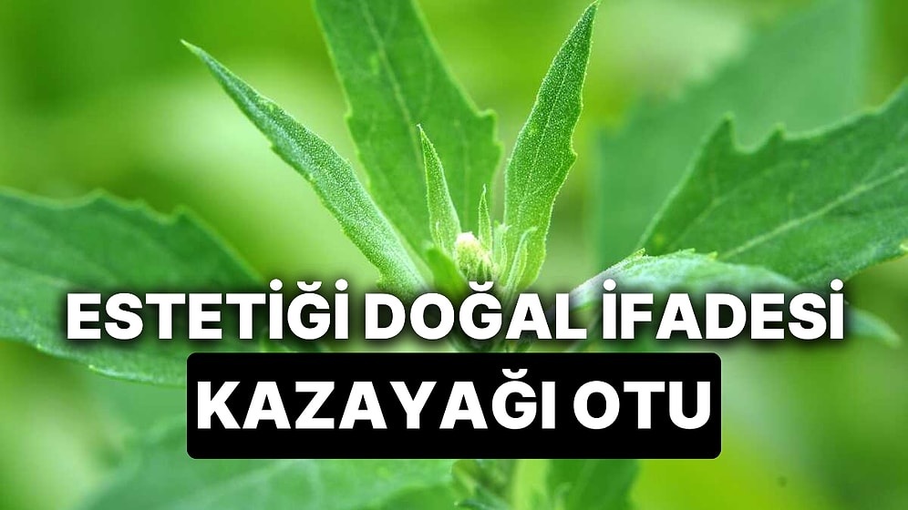 Kazayağı Otunun Faydaları Nelerdir? Doğal Harmoninin İfadesi Kazayağı Otu Nedir?