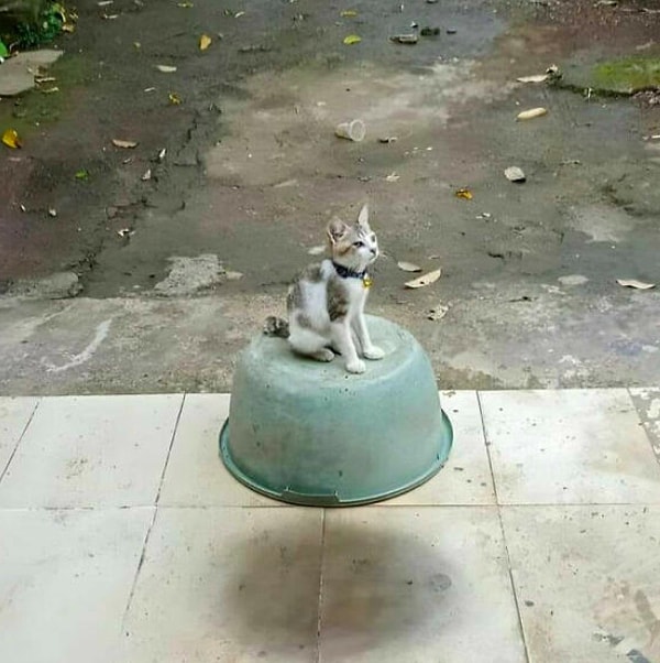 1. Кота зовут собратья из потустороннего мира?